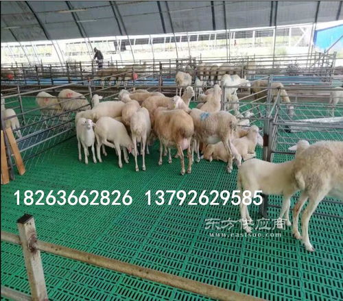 廠家大量供應塑料羊篦子與羊圈墊板，助力養羊高效升級