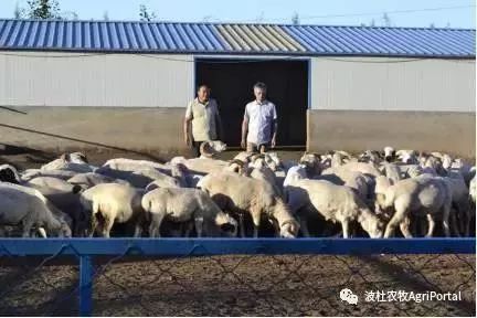 喜羊羊與豬八戒的較量 羊老法師的智慧解讀